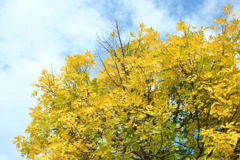 Autumn tree Stock Photos