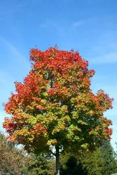 Autumn tree Stock Photos