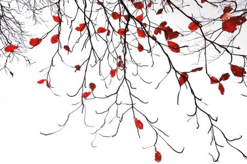 Autumn tree Stock-Fotos