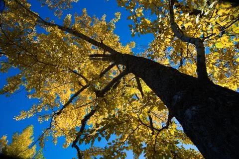 Autumn tree Foto stock