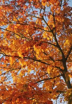 Autumn tree Stock Photos