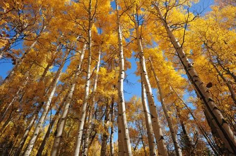 Autumn tree Stock Photos