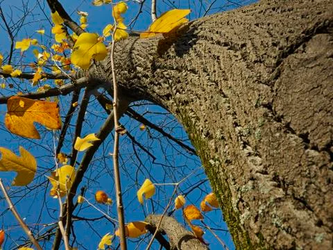 Autumn tree Stock Photos