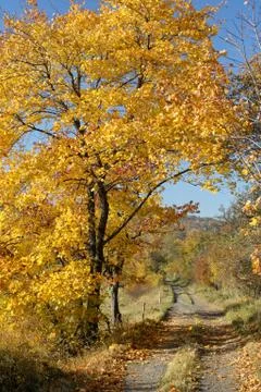 Autumn tree Stock Photos