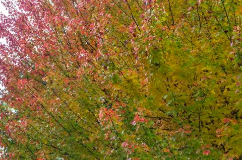 Autumn tree. Stock Photos