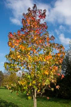 Autumn tree Stock Photos