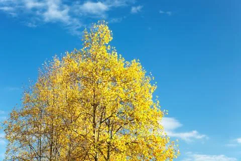 Autumn tree Stock Photos