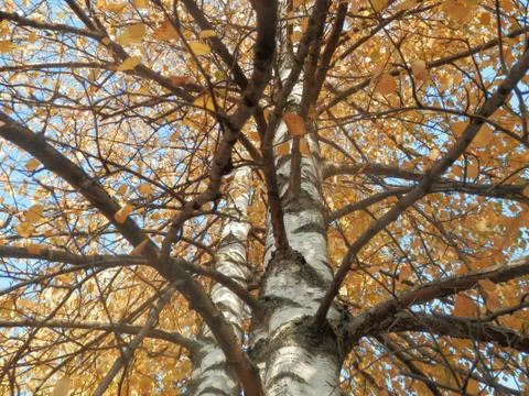 Autumn tree 스톡 사진