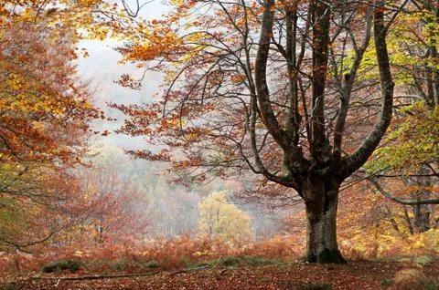 Autumn tree Stock Photos