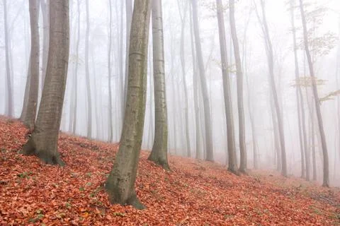 Autumn tree Stock Photos