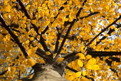 Autumn tree Stock Photos