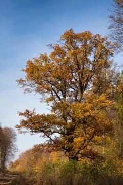 Autumn tree Foto stock