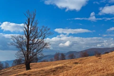 Autumn tree Stock Photos