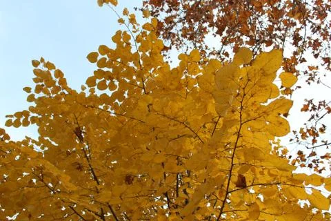 Autumn tree Stock Photos