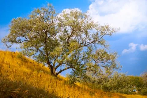 Autumn tree 写真素材