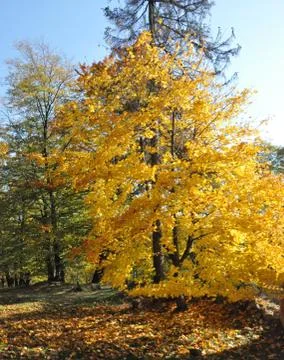 Autumn tree Stock Photos