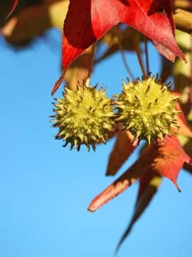 Autumn Tree Stock Photos