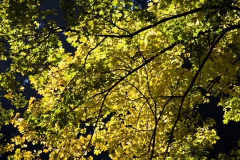 Autumn tree Stock Photos