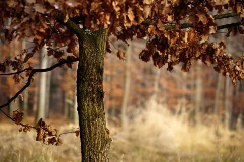 Autumn tree Fotos Stock