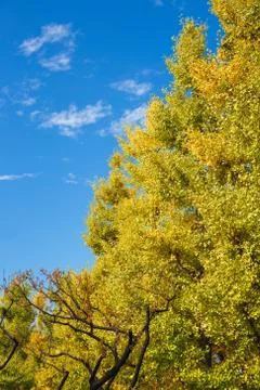 Autumn tree Stock Photos