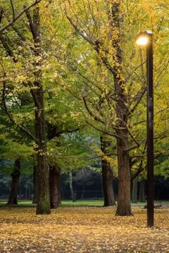 Autumn tree Stock Photos