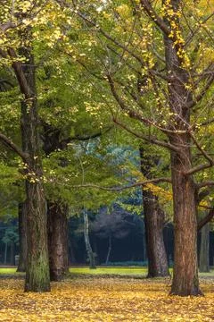 Autumn tree Stock Photos
