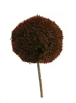 Autumn tree Stock Photos