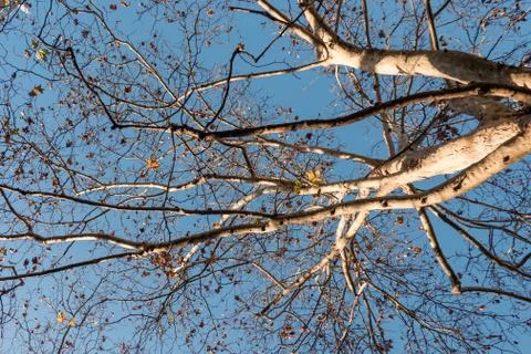Autumn Tree Stock Photos