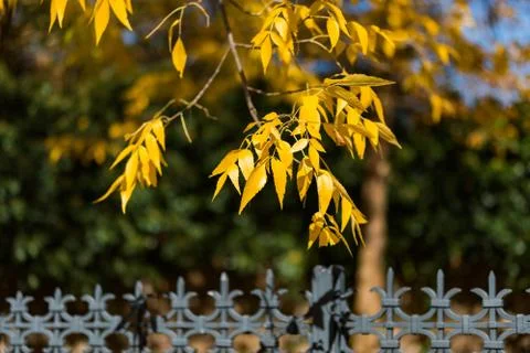 Autumn tree Stock Photos