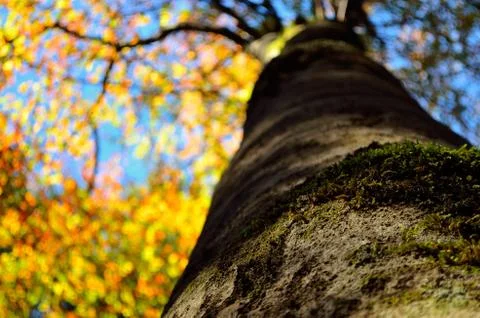 Autumn tree Stock Photos