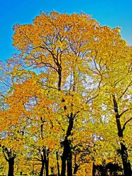Autumn tree Stock Photos