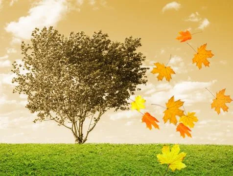 Autumn tree Stock Photos