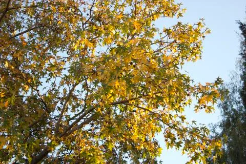 Autumn tree Stock Photos