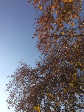 Autumn Tree Stock Photos