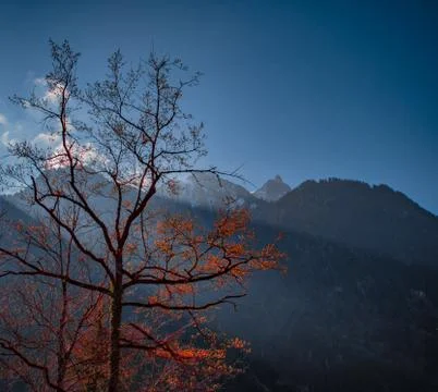 Autumn Tree Stock Photos