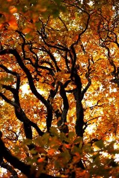Autumn tree Foto stock