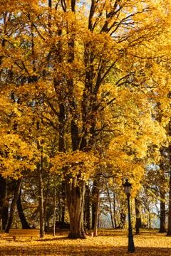 Autumn tree Foto stock