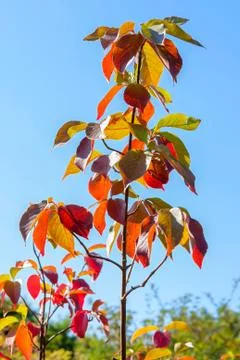 Autumn tree Stock Photos