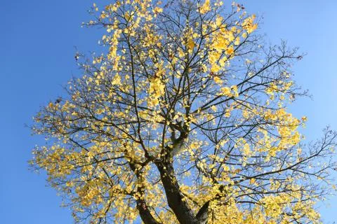 Autumn tree Stock Photos