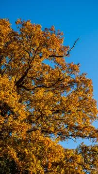 Autumn tree Stock Photos