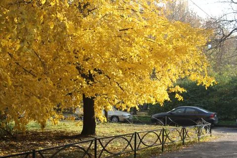 Autumn Tree Stock Photos