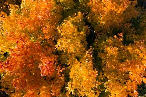 Autumn tree Stock Photos