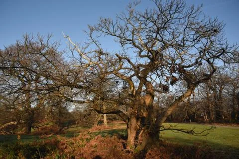 Autumn Tree Stock Photos