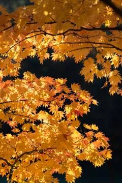 Autumn tree Stock Photos