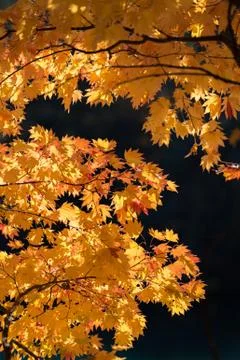 Autumn tree Stock Photos