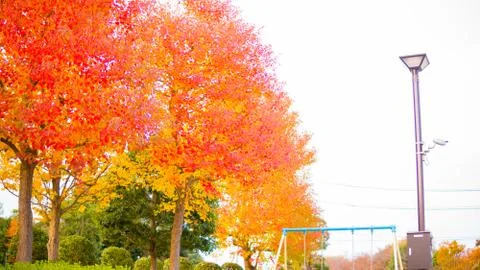 Autumn Tree Stock Photos