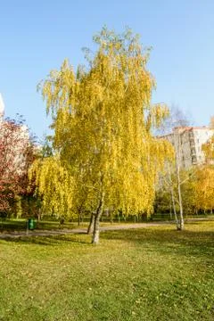 Autumn tree Stock Photos