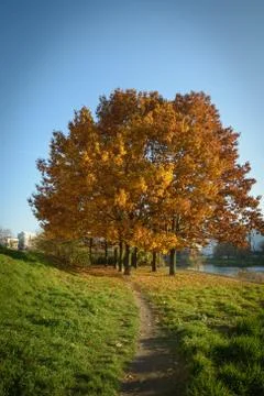 Autumn tree Stock Photos