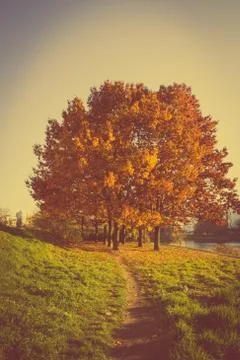 Autumn tree Stock Photos