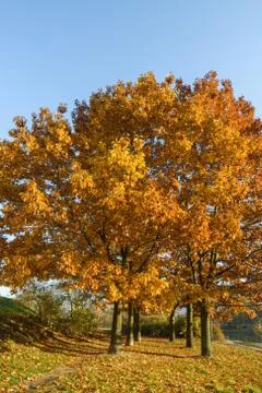 Autumn tree Stock Photos